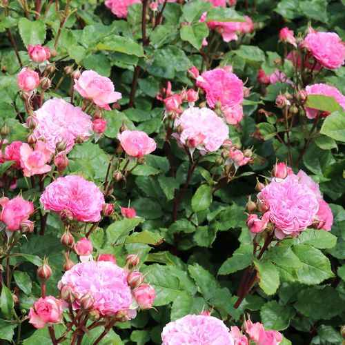 Roz - Trandafir copac cu trunchi înalt - cu flori tip trandafiri englezești - coroană tufiș
